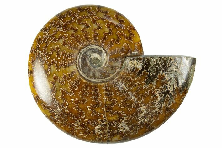 Polished Cretaceous Ammonite (Cleoniceras) Fossil - Madagascar #303883